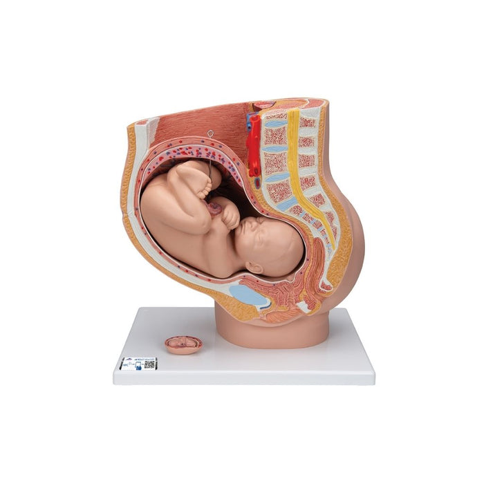 Pelvis de embarazo, 3 piezas - 3B Smart Anatomy