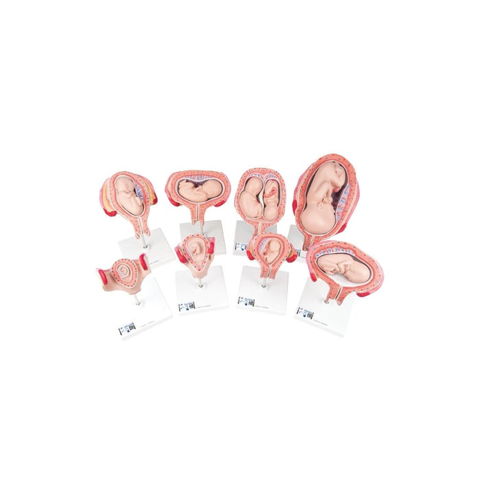 Serie de lujo de 3B Scientific® de Embarazo, 9 Modelos - 3B Smart Anatomy