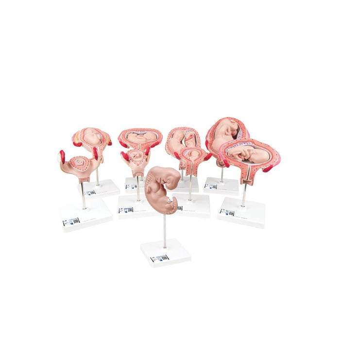 Serie de lujo de 3B Scientific® de Embarazo, 9 Modelos - 3B Smart Anatomy