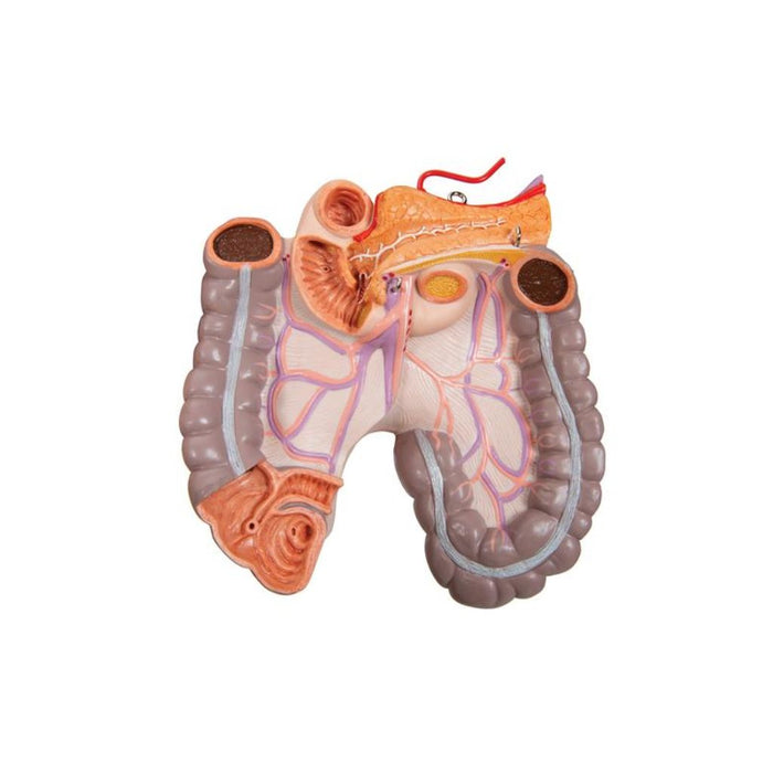 Torso clásico asexuado, 16 partes - 3B Smart Anatomy