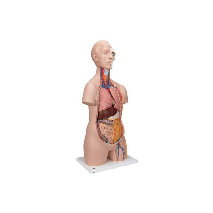 Torso clásico asexuado, 16 partes - 3B Smart Anatomy