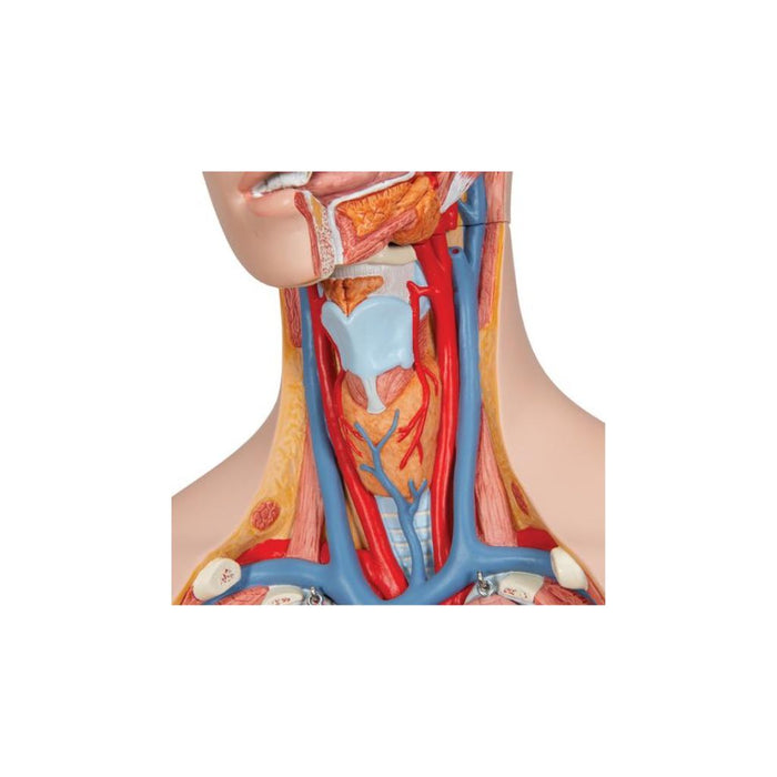 Torso clásico con espalda abierta, 18 partes - 3B Smart Anatomy