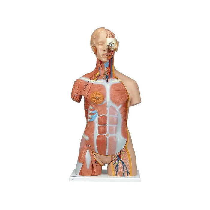 Torso de lujo con músculos, 31 partes - 3B Smart Anatomy