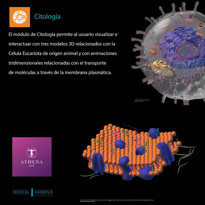 Mesa de Anatomía - Citología